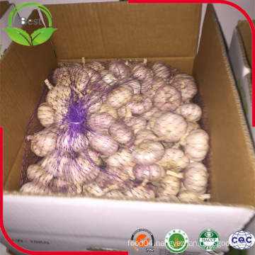 10kgs Carton Packing Normal White Garlic